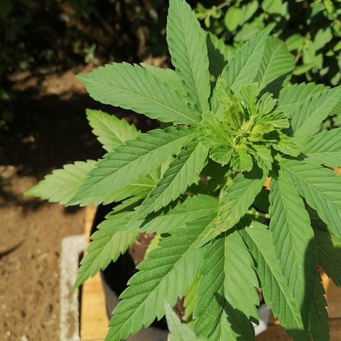 Lebron Haze #2 growlog timeline photo