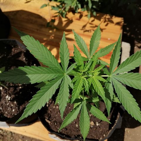 Lebron Haze #3 growlog timeline photo