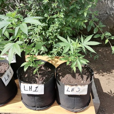 Lebron Haze #3 growlog timeline photo