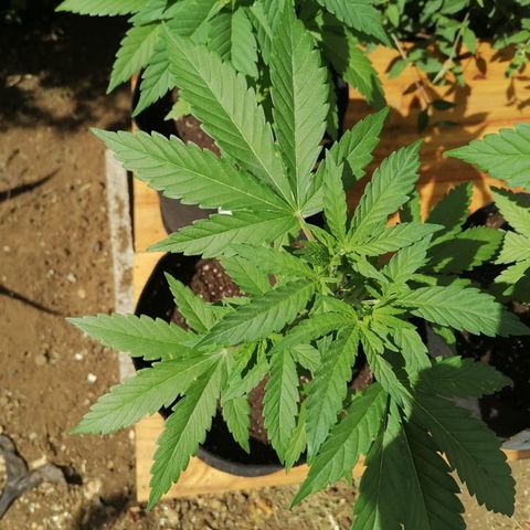 Lebron Haze #4 growlog timeline photo
