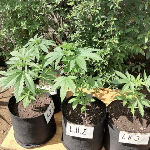 Lebron Haze #4 growlog timeline photo