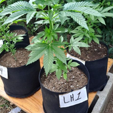 Lebron Haze #1 growlog timeline photo