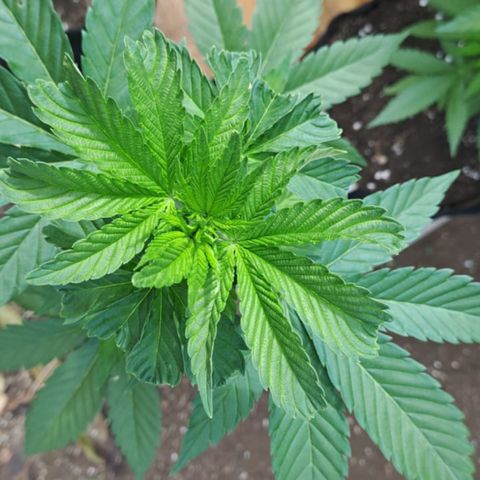 Lebron Haze #1 growlog timeline photo