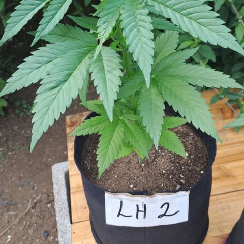 Lebron Haze #2 growlog timeline photo