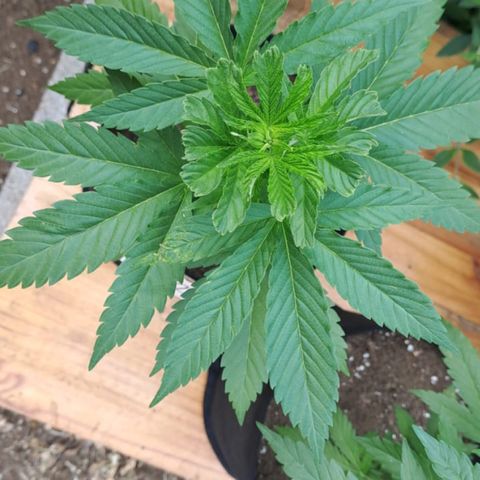 Lebron Haze #2 growlog timeline photo