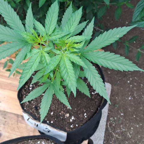 Lebron Haze #3 growlog timeline photo