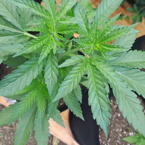 Lebron Haze #4 growlog timeline photo
