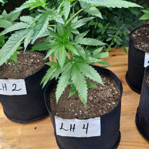 Lebron Haze #4 growlog timeline photo
