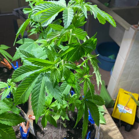Lebron Haze #1 growlog timeline photo