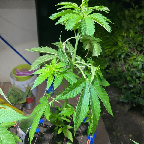 Lebron Haze #1 growlog timeline photo