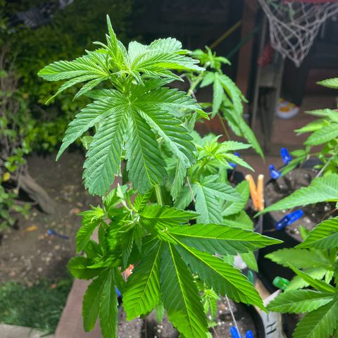 Lebron Haze #1 growlog timeline photo