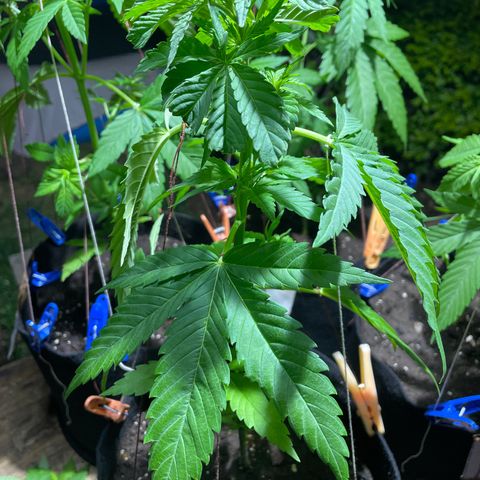 Lebron Haze #2 growlog timeline photo