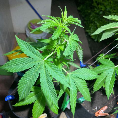 Lebron Haze #2 growlog timeline photo