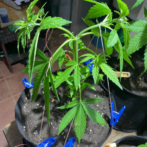 Lebron Haze #3 growlog timeline photo