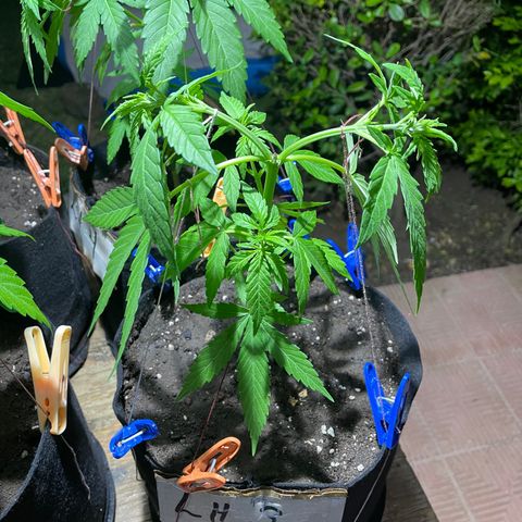 Lebron Haze #3 growlog timeline photo