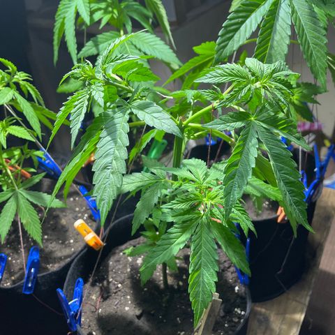 Lebron Haze #4 growlog timeline photo