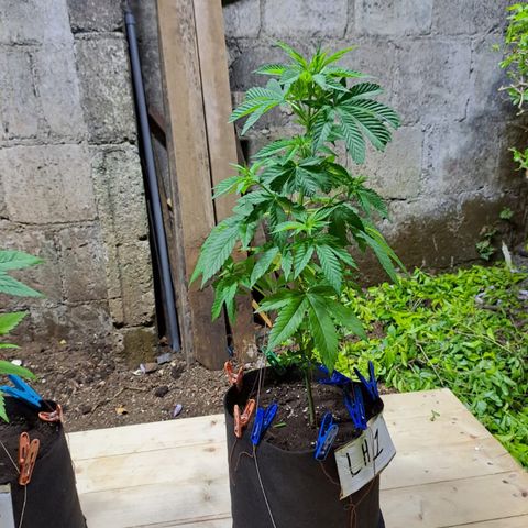 Lebron Haze #1 growlog timeline photo