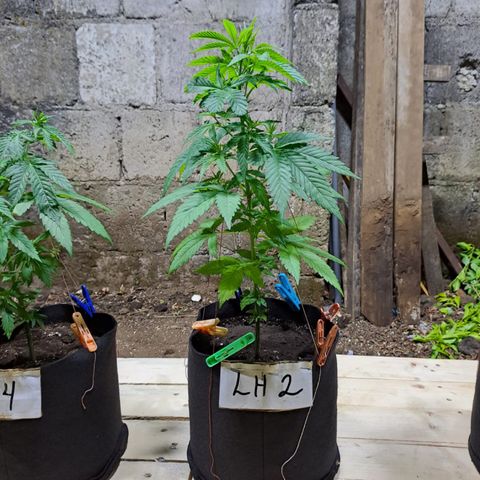 Lebron Haze #2 growlog timeline photo