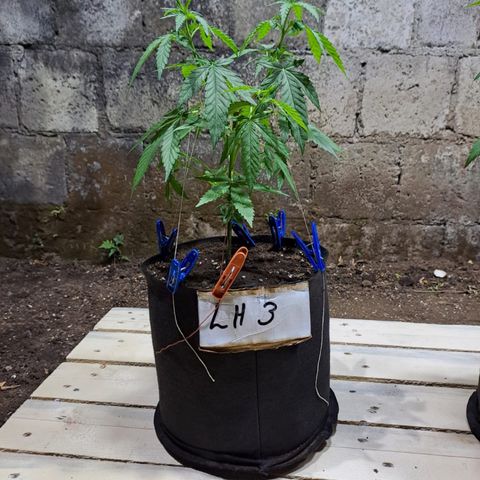 Lebron Haze #3 growlog timeline photo