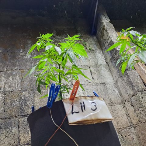 Lebron Haze #3 growlog timeline photo