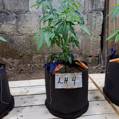 Lebron Haze #4 growlog timeline photo