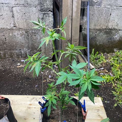 Lebron Haze #1 growlog timeline photo