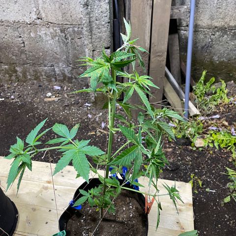 Lebron Haze #1 growlog timeline photo
