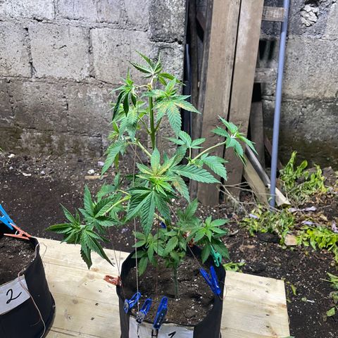 Lebron Haze #1 growlog timeline photo