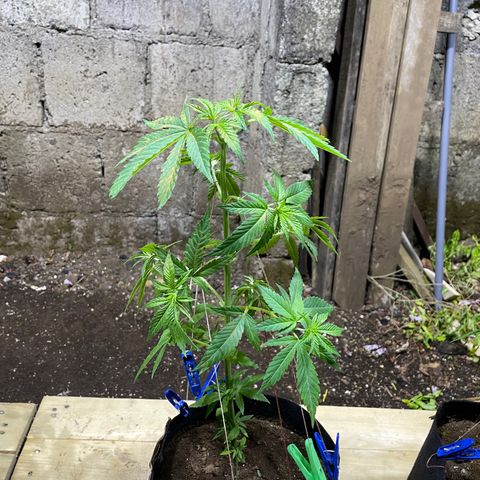 Lebron Haze #2 growlog timeline photo