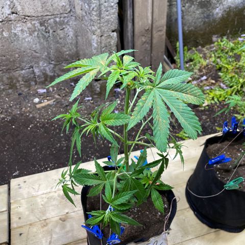 Lebron Haze #2 growlog timeline photo