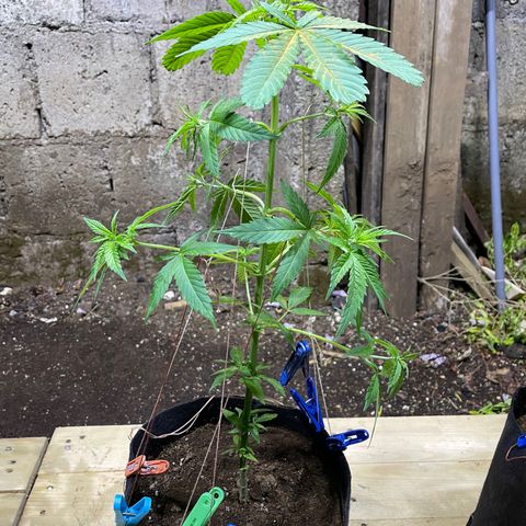 Lebron Haze #2 growlog timeline photo