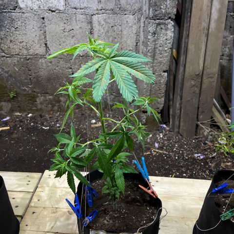 Lebron Haze #2 growlog timeline photo