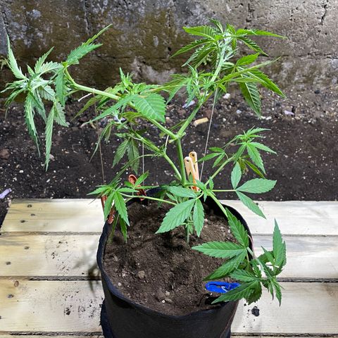Lebron Haze #3 growlog timeline photo