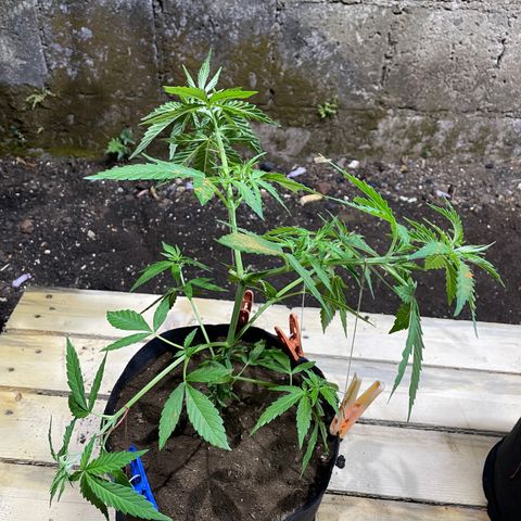 Lebron Haze #3 growlog timeline photo