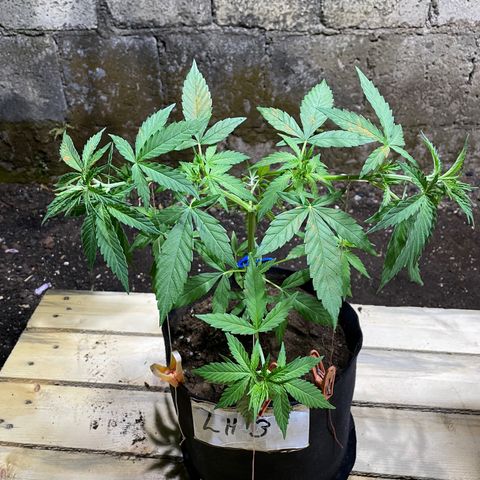 Lebron Haze #3 growlog timeline photo