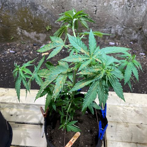 Lebron Haze #4 growlog timeline photo