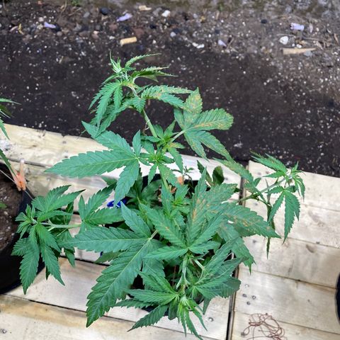 Lebron Haze #4 growlog timeline photo