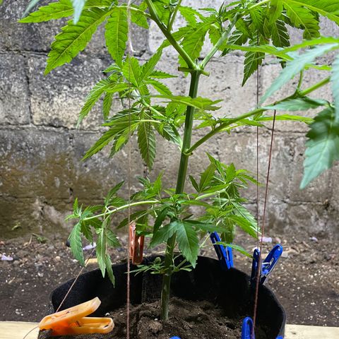 Lebron Haze #4 growlog timeline photo
