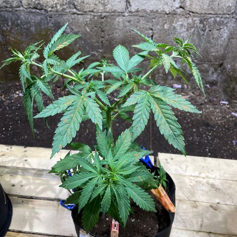 Lebron Haze #4 growlog timeline photo