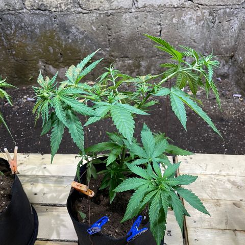 Lebron Haze #4 growlog timeline photo