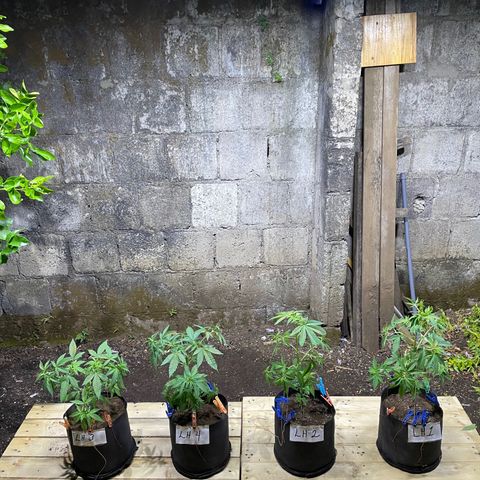 Lebron Haze #2 growlog timeline photo