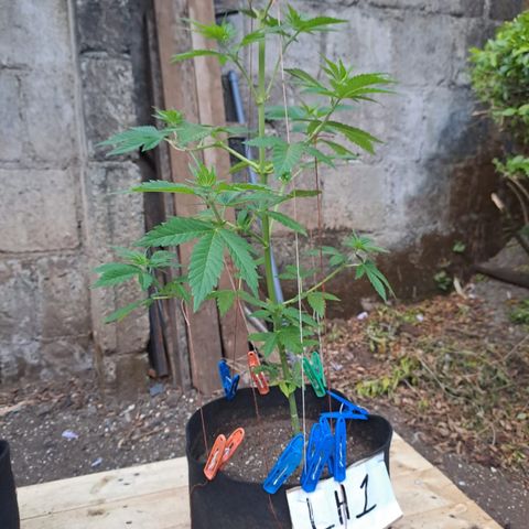 Lebron Haze #1 growlog timeline photo