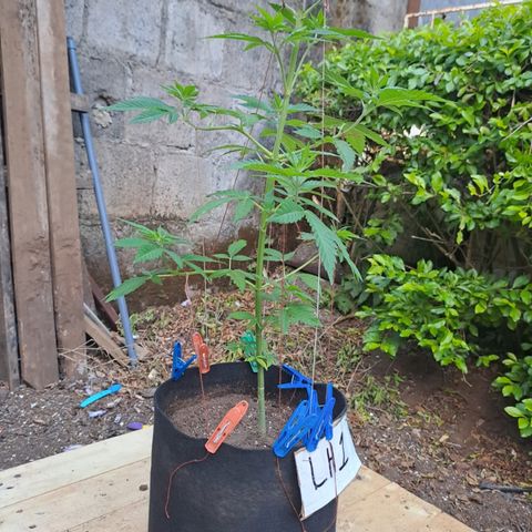 Lebron Haze #1 growlog timeline photo