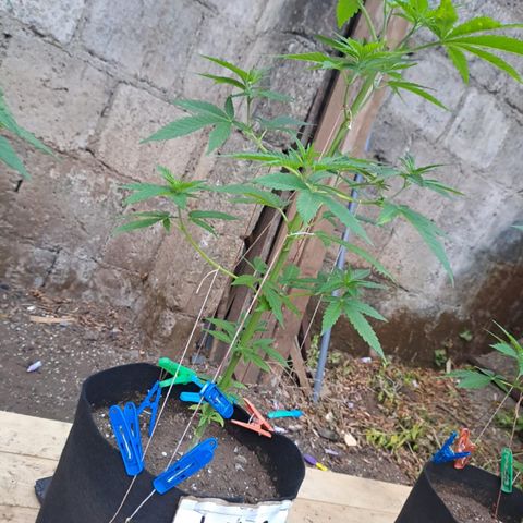 Lebron Haze #2 growlog timeline photo