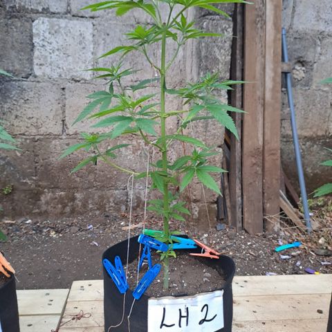 Lebron Haze #2 growlog timeline photo