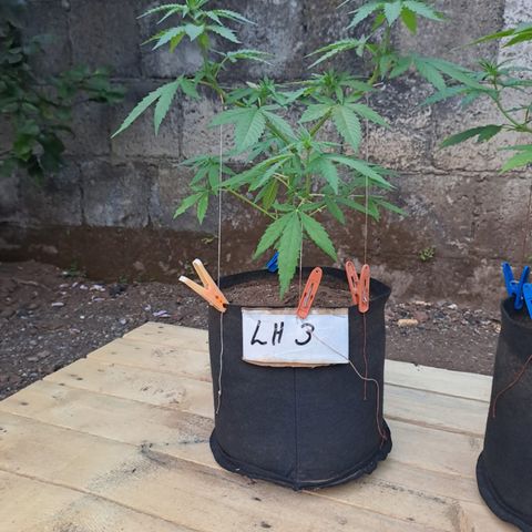 Lebron Haze #3 growlog timeline photo