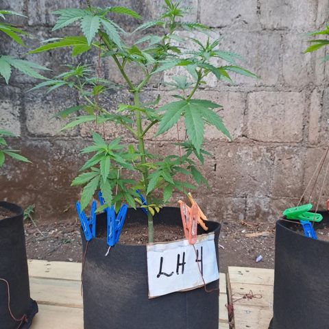 Lebron Haze #4 growlog timeline photo