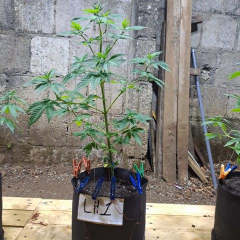 Lebron Haze #1 growlog timeline photo
