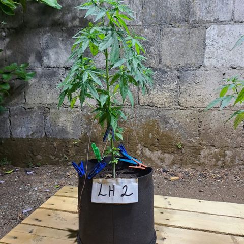 Lebron Haze #2 growlog timeline photo