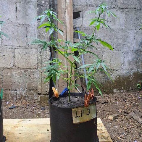 Lebron Haze #3 growlog timeline photo